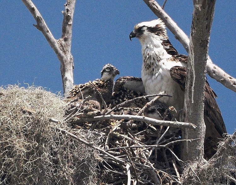 osprey and baby chick in nest